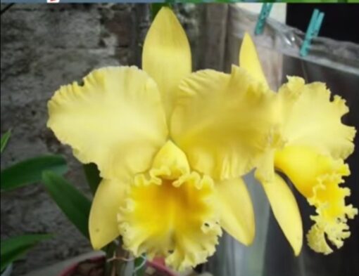 BLC. AMAZON ANNIVERSARY X POT. DELTA KING CORTE ADULTO