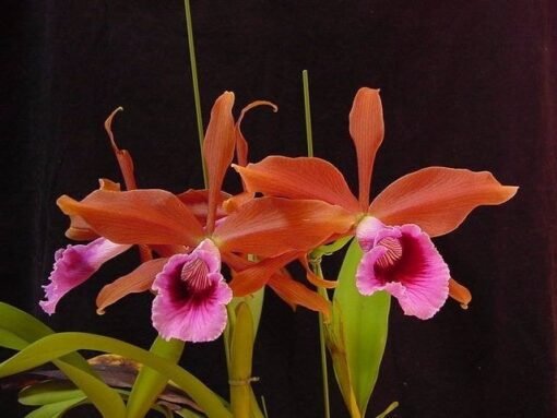 BLC TENEBROSA ('LABELàO' X PM ESCURA) MUDA