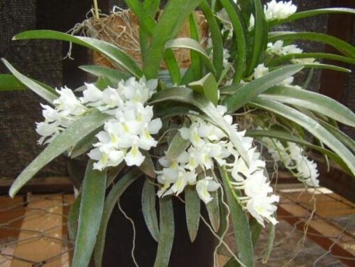 ORQUÍDEA RODRIGUEZIA - CORTE ADULTO