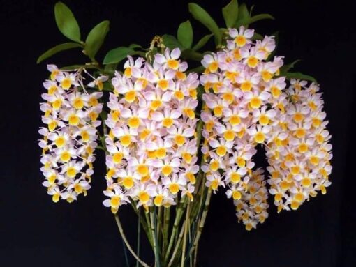 DENDROBIUM FARMERI -  PRÉ ADULTA