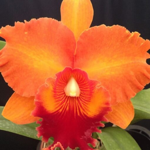 BLC. MIRIAM SUZUKI X (BLC. CHUNYEAH X BLC. WAR CHANT) ADULTA