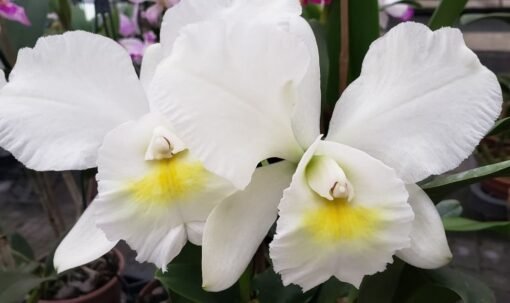 C. HAWAIIAN SNOWFLAKE X BLC. NOBILE’S FÁ “WHITE STAR” MUDA