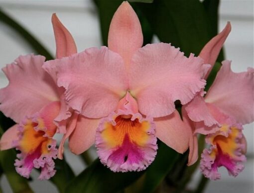 BLC. GEORGE KING X PASTEL QUEEN ADULTA