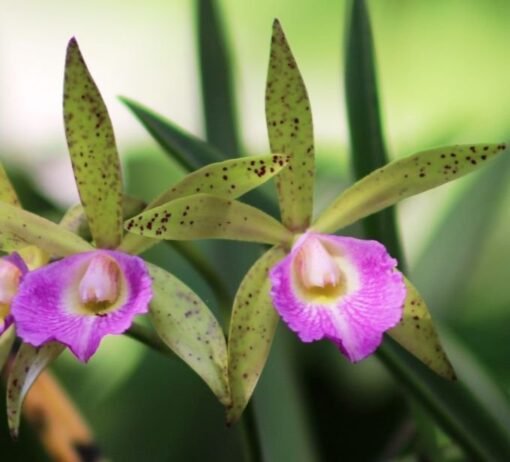 BRASSAVOLA PERRINI X CATTLEYA LEOPOLDI ADULTA