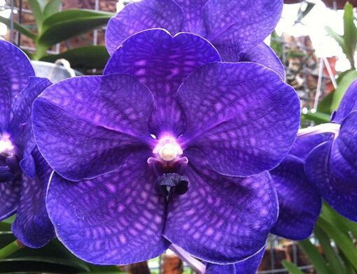 VANDA ROBERT DELIGHT BLUE  PRÉ ADULTA