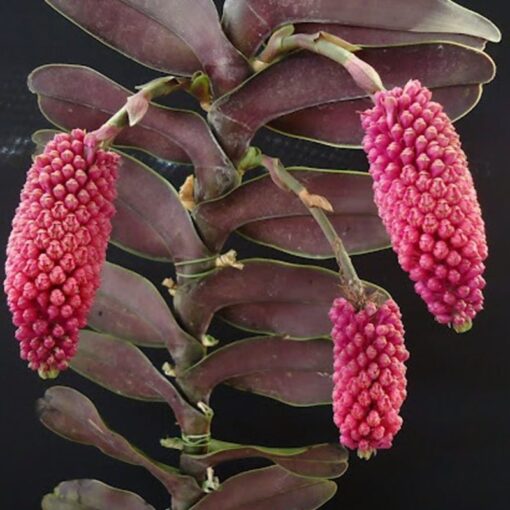 ROBIQUETIA CERINA ADULTA