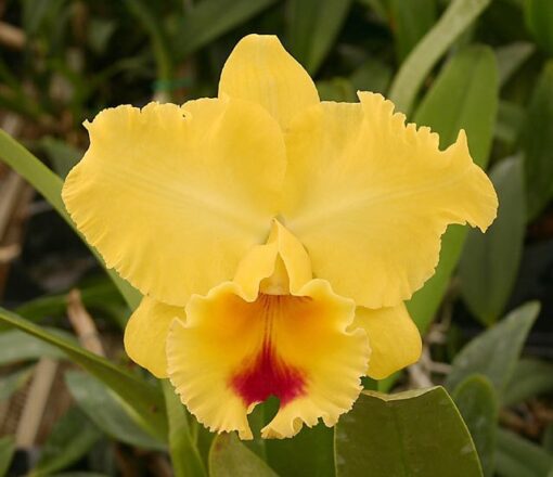 BLC ROSE WHISPER X BLC GOLDENZELLE LEMON - CORTE ADULTO