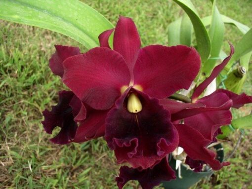 LC ORGLANDS ROYAL LADY ROMAN ROLIDAY X BLC OCONEE  PRÉ ADULTA