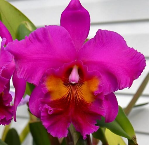 BLC. KING OF TAIWAN `SPLENDIFEROUS´ ADULTA