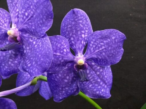 VANDA VITTAWAN BLUE MUDA