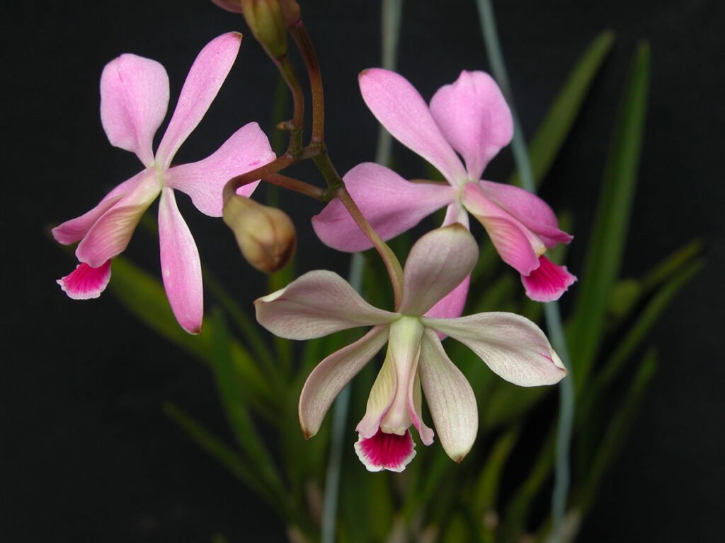 ENCYCLIA DICHROMA - MUDA 5 A 10 CM | Ocotea.net